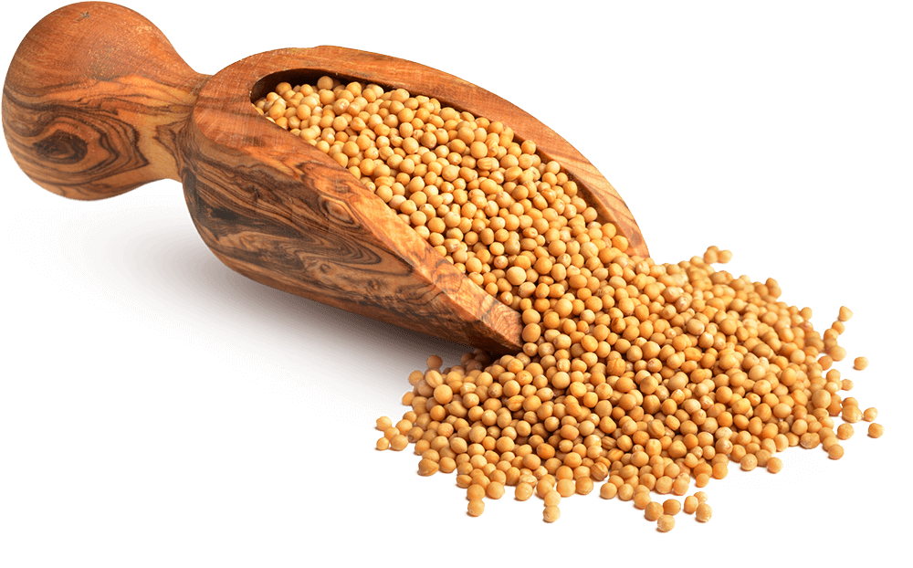 Mustard History
